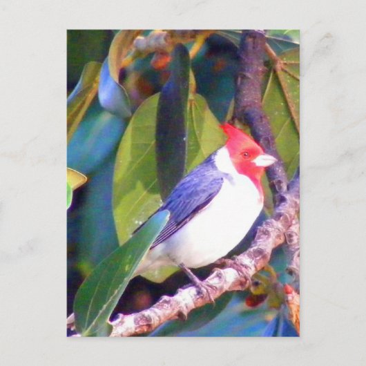 Tree mit brasilianischem Kardinal Postkarte (Vorderseite)