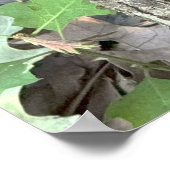 Tree Mushroom Poster (Ecke)