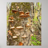 Tree Mushrooms Foto Poster (Vorne)