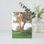 Tree Nymph Postcard Postkarte (Stehend Vorderseite)