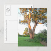 Tree Nymph Postcard Postkarte (Vorne/Hinten)