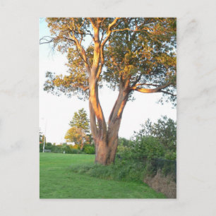 Tree Nymph Postcard Postkarte