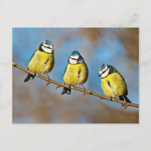 Tree-o Postcard Postkarte