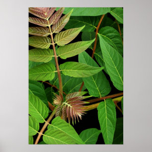 Tree of Heaven Leaves Poster