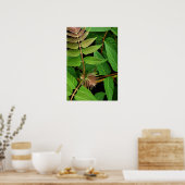 Tree of Heaven Leaves Poster (Küche)