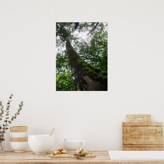 Tree Old Tree/Lalashan National Forest Sanctuary Poster (Küche)