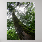 Tree Old Tree/Lalashan National Forest Sanctuary Poster (Vorne)