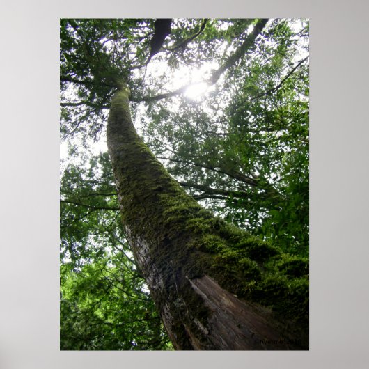 Tree Old Tree/Lalashan National Forest Sanctuary Poster (Vorne)
