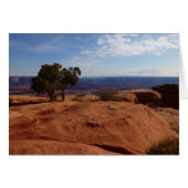 Tree Out of Red Rocks I in Canyonlands (Vorderseite (Horizontal))
