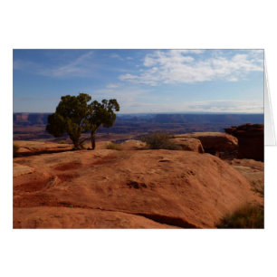 Tree Out of Red Rocks I in Canyonlands