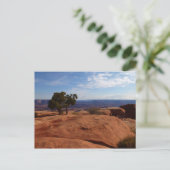 Tree Out of Red Rocks I in Canyonlands Postkarte (Stehend Vorderseite)