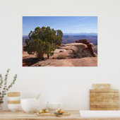 Tree Out of Red Rocks II at Canyonlands Poster (Küche)