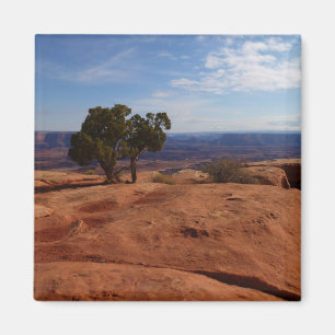 Tree Out of Red Rocks im Canyonlands National Park Magnet