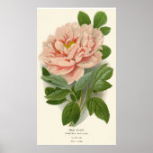 Tree Peony - Elegantes Vintages botanisches Design Poster (Vorne)