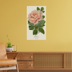 Tree Peony - Elegantes Vintages botanisches Design Poster