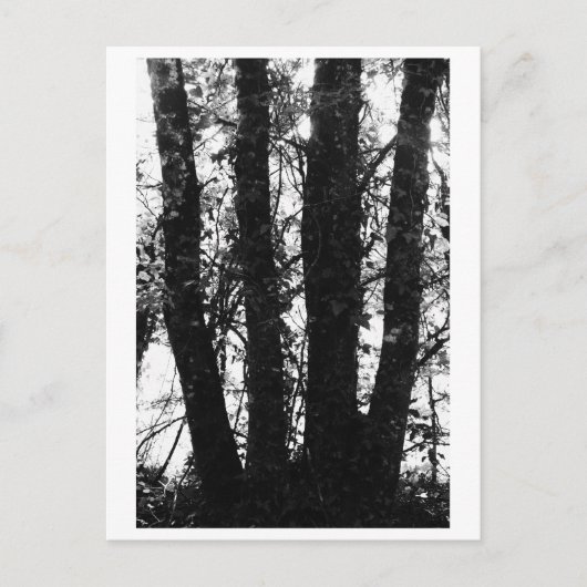 Tree Photography - Arden Postkarte (Vorderseite)