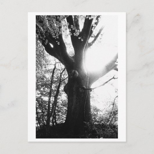 Tree Photography - Elanie Postkarte (Vorderseite)