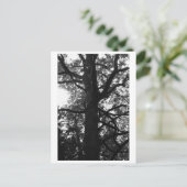 Tree Photography - Feronia Postcard Postkarte (Stehend Vorderseite)