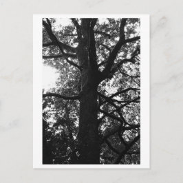 Tree Photography - Feronia Postcard Postkarte