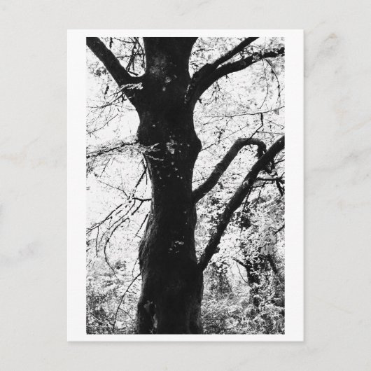 Tree Photography - Ilana Postkarte (Vorderseite)