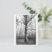 Tree Photography - Keith Postkarte (Stehend Vorderseite)