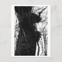 Tree Photography - Moriko Postkarte