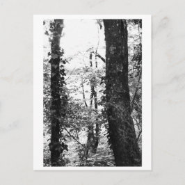 Tree Photography - Nikki Postkarte