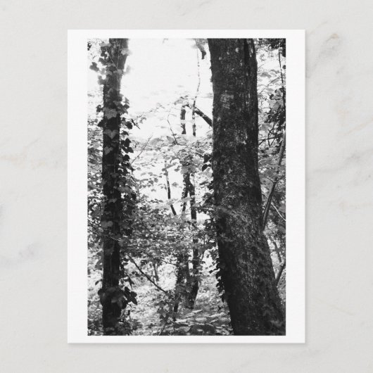 Tree Photography - Nikki Postkarte (Vorderseite)