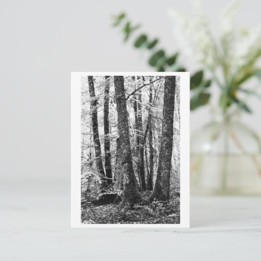 Tree Photography - Sylva Postkarte (Stehend Vorderseite)