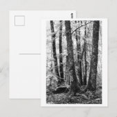 Tree Photography - Sylva Postkarte (Vorne/Hinten)