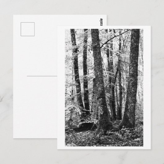 Tree Photography - Sylva Postkarte (Vorne/Hinten)