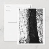 Tree Photography - Woody Postkarte (Vorne/Hinten)
