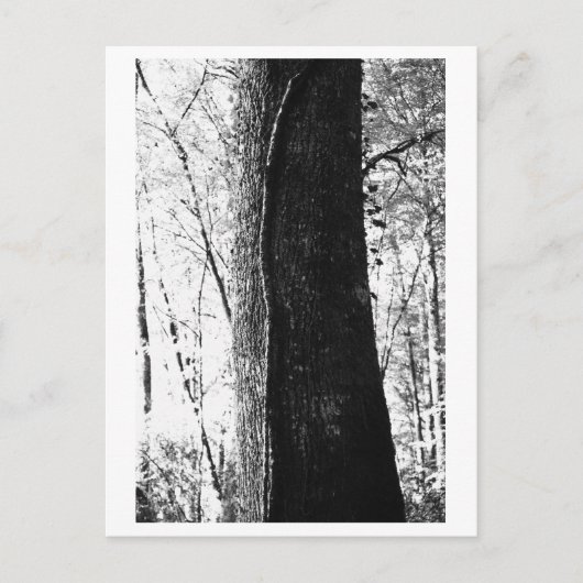Tree Photography - Woody Postkarte (Vorderseite)