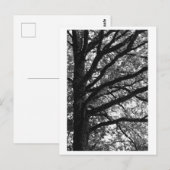 Tree Photography -Xylia Postkarte (Vorne/Hinten)