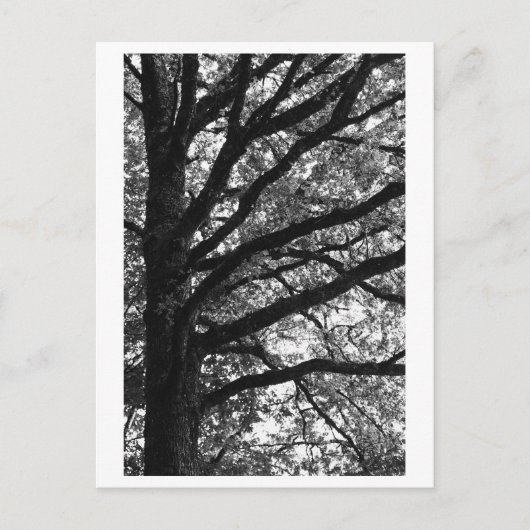 Tree Photography -Xylia Postkarte (Vorderseite)