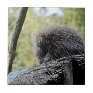 Tree Porcupine Fliese