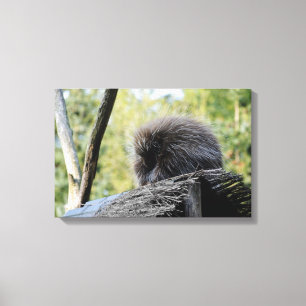 Tree Porcupine Leinwanddruck
