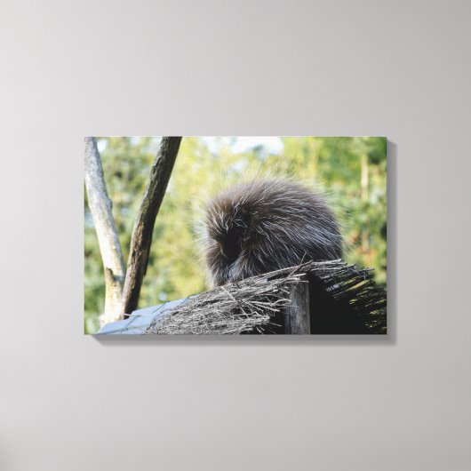 Tree Porcupine Leinwanddruck (Vorderseite)