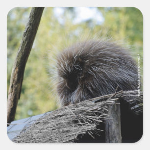 Tree Porcupine Quadratischer Aufkleber