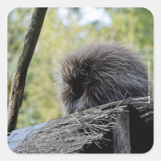 Tree Porcupine Quadratischer Aufkleber (Vorderseite)