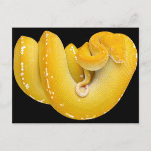 Tree Python Postkarte