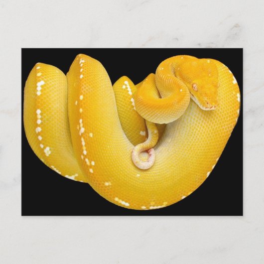 Tree Python Postkarte (Vorderseite)
