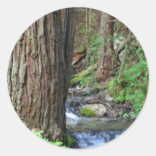 Tree Redwood Stream Runder Aufkleber