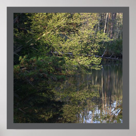 Tree Reflections Poster (Vorne)