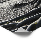 Tree Roots Foto Poster (Ecke)