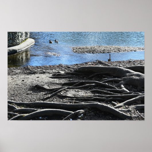 Tree Roots Foto Poster (Vorne)