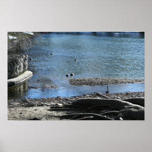 Tree Roots Foto Poster