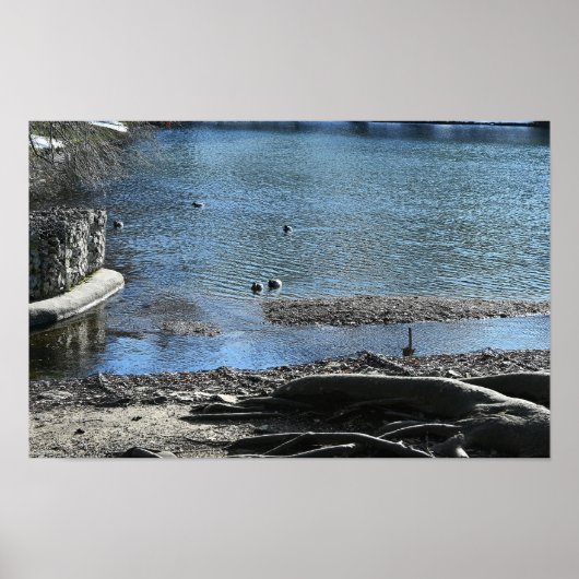 Tree Roots Foto Poster (Vorne)