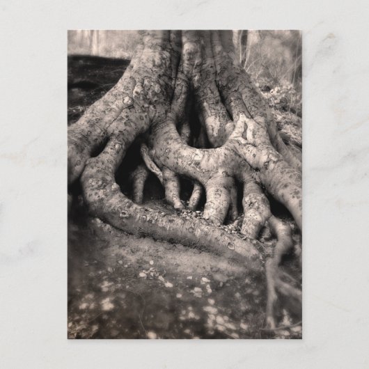 Tree Roots Postcard Postkarte (Vorderseite)