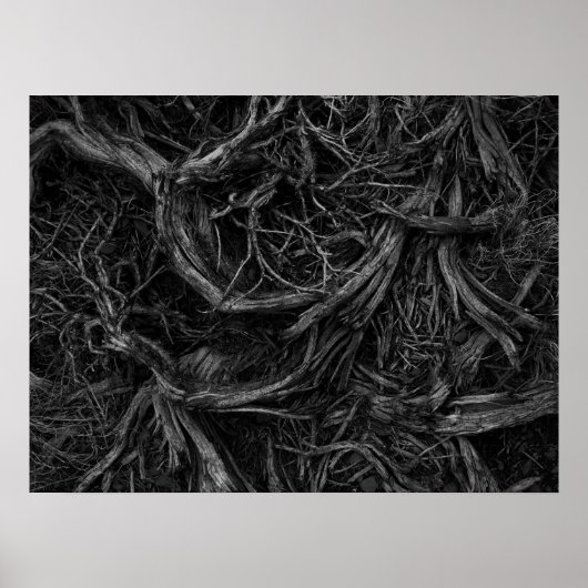 Tree Roots Poster (Vorne)
